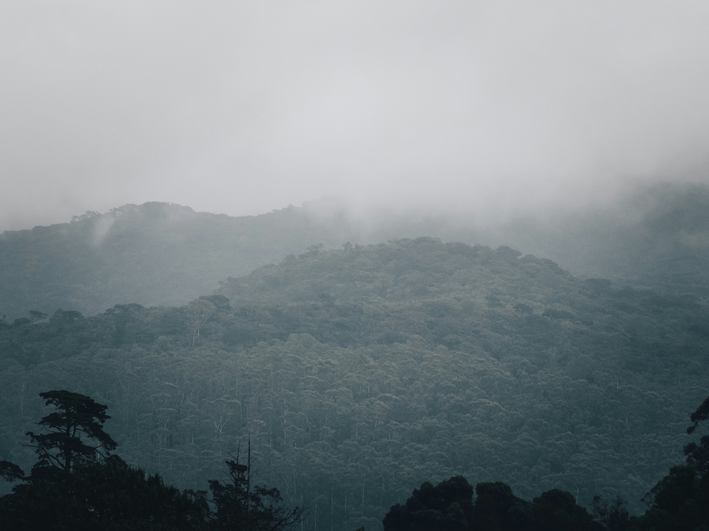 Misty hillside forest above Nuwara Eliya